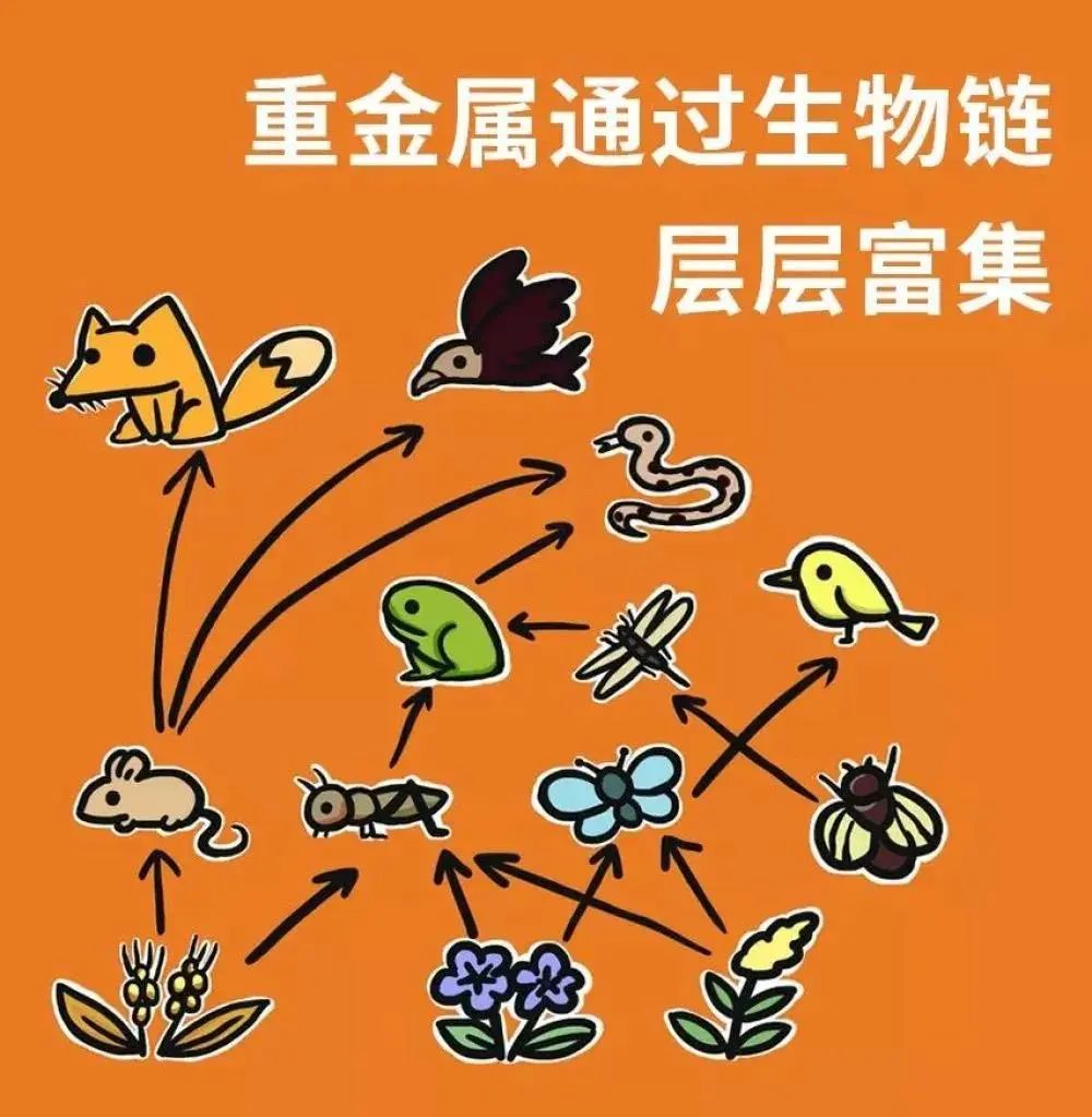 生活迫人，拦食要緊，表演馬戲為娱賓打一正确生肖，详细解答、详细解答解释落实